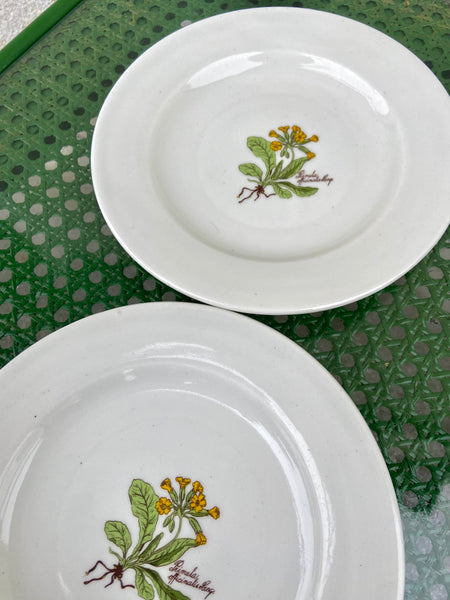 DVI BOTANICA LĖKŠTUTĖS