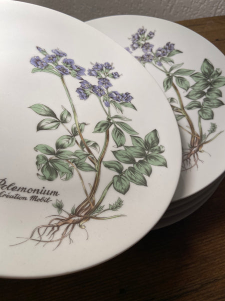 PORCELIANINĖS BOTANICA LĖKŠTĖS
